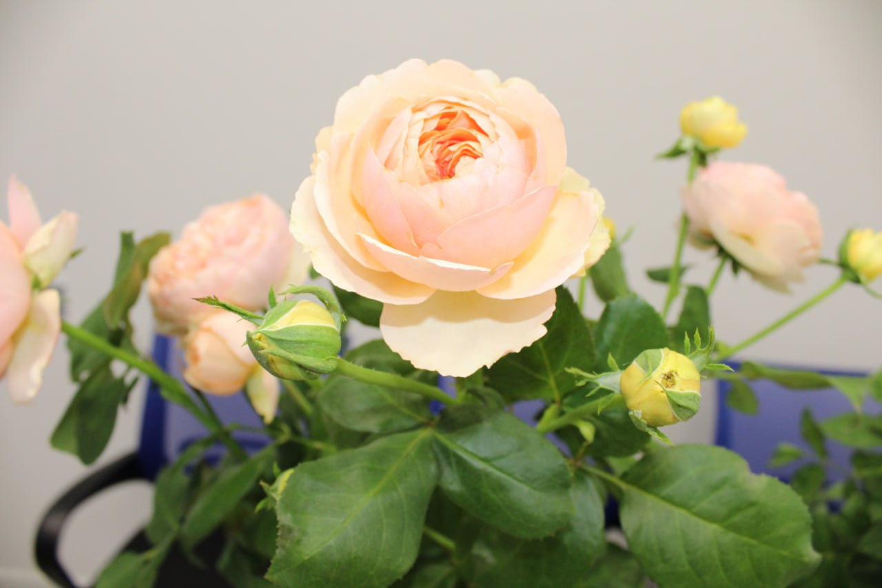 Школа садоводов Иркутска открывает сезон лекций!