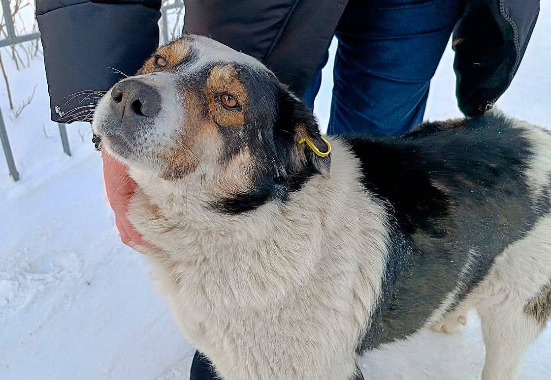 Первый этап готов: в Чунском строят приют для бездомных собак