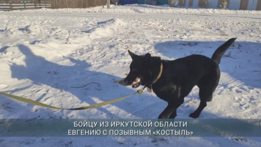 Овчарку Добу, спасшую на СВО шестерых бойцов из Иркутской области ценой собственной жизни, номинировали на международную премию «Мой ласковый и нежный зверь»