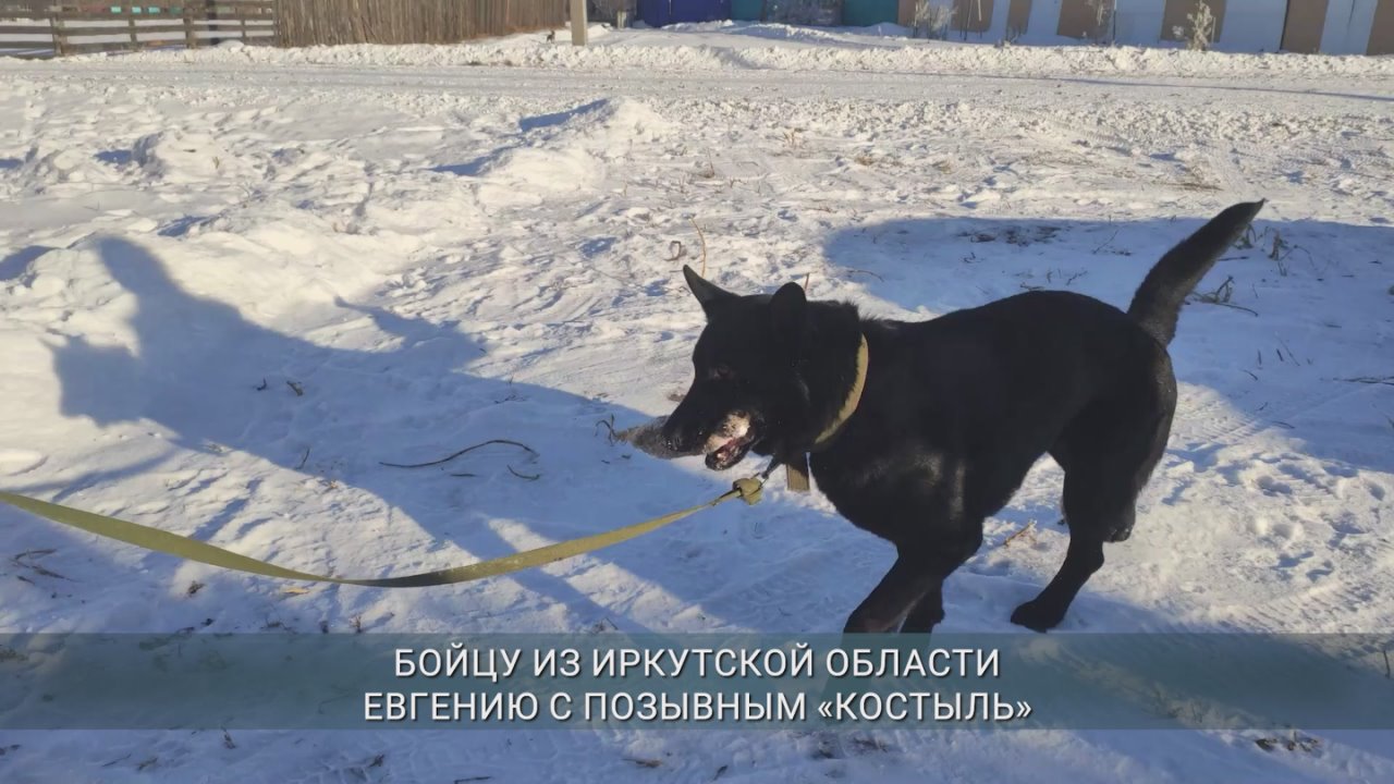 Овчарку Добу, спасшую на СВО шестерых бойцов из Иркутской области ценой собственной жизни, номинировали на международную премию «Мой ласковый и нежный зверь»