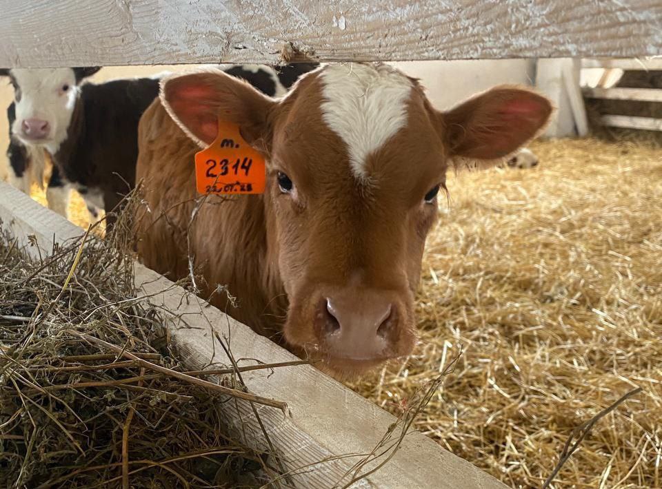 Служба ветеринарии Иркутской области предпринимает меры по недопущению в регион пастереллёза