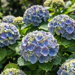 Секреты ухода за гортензией: как добиться роскошного цветения