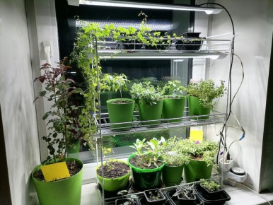 Как стеллаж для рассады может стать ключом к вашему садоводческому счастью