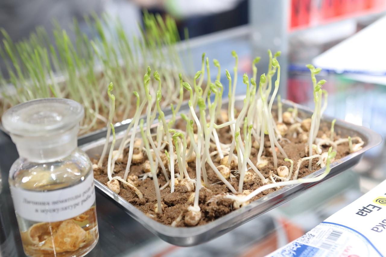 Урожайное Приангарье. Самая вкусная выставка, новые рынки сбыта сельхозпродукции и создание агроклассов – в Иркутске прошла традиционная «Агропромышленная неделя» Урожайное Приангарье. Самая вкусная выставка, новые рынки сбыта сельхозпродукции и создание агроклассов – в Иркутске прошла традиционная «Агропромышленная неделя»