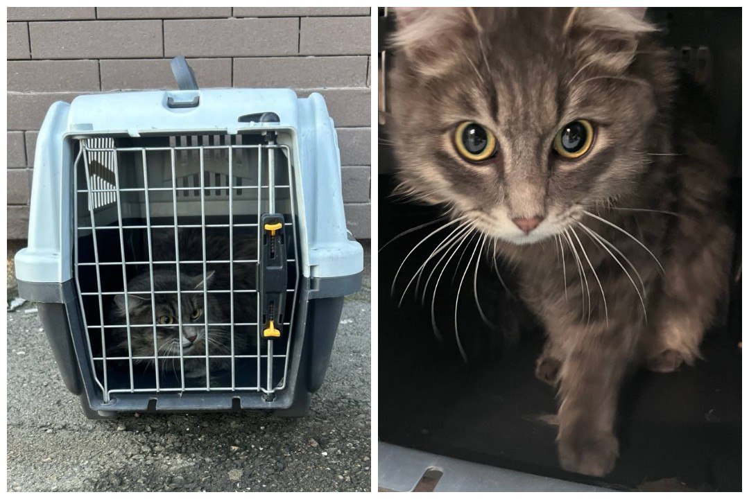 «У входа переноска, а в ней свернулся калачиком кот»: в пункте выдачи заказов приютили питомца и чудом вернули его домой