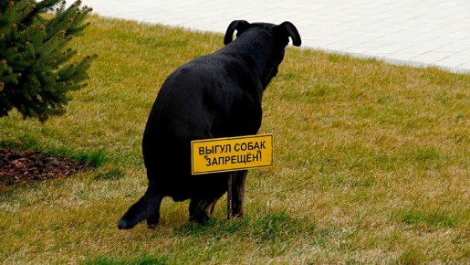 Как решить проблему выгула собак на газонах: законные методы для жильцов