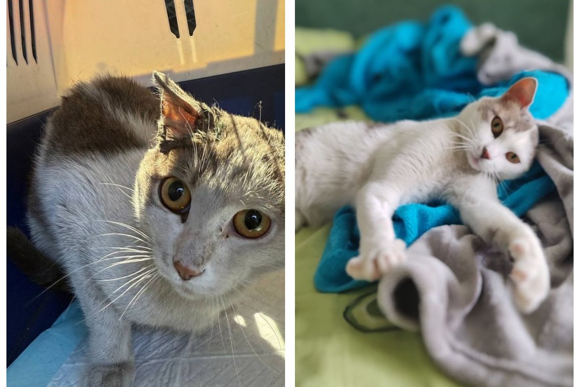 «Никто ни разу не позвонил и не написал»: особенность внешности кота Августа мешает ему найти семью