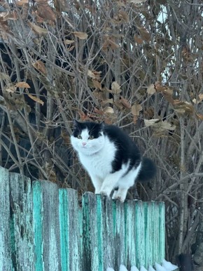 Доброе утро