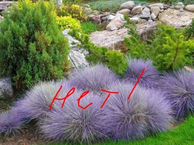 Новый взгляд на мир злаков: открытие забытых растений в саду