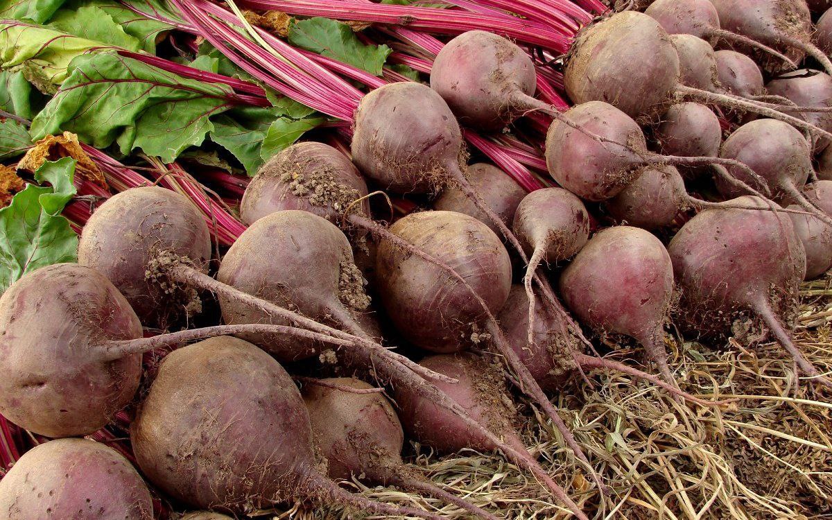 В Приангарье собрали рекордные 35,6 тысячи тонн овощей В Приангарье собрали рекордные 35,6 тысячи тонн овощей