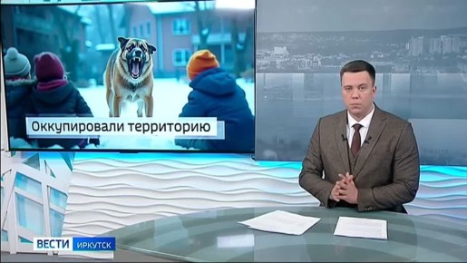 Следком возбудил уголовное дело после нападений стаи собак у школы № 39 в Иркутске