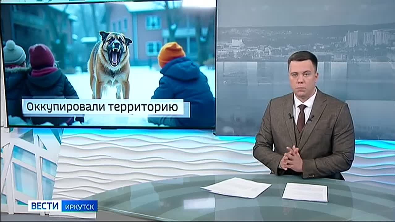 Следком возбудил уголовное дело после нападений стаи собак у школы № 39 в Иркутске