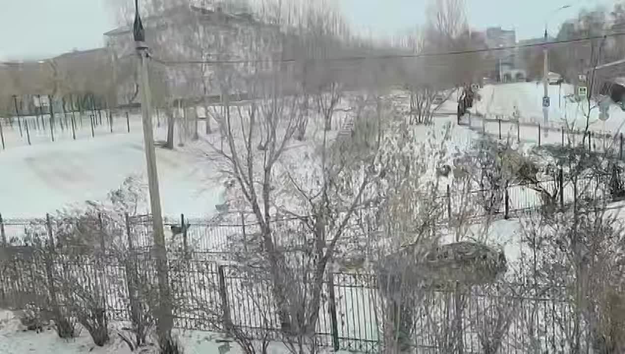 В Иркутске прокуратура проводит проверку исполнения законодательства об ответственном обращении с животными