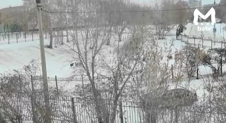 Стая собак напала на школьников в Иркутске