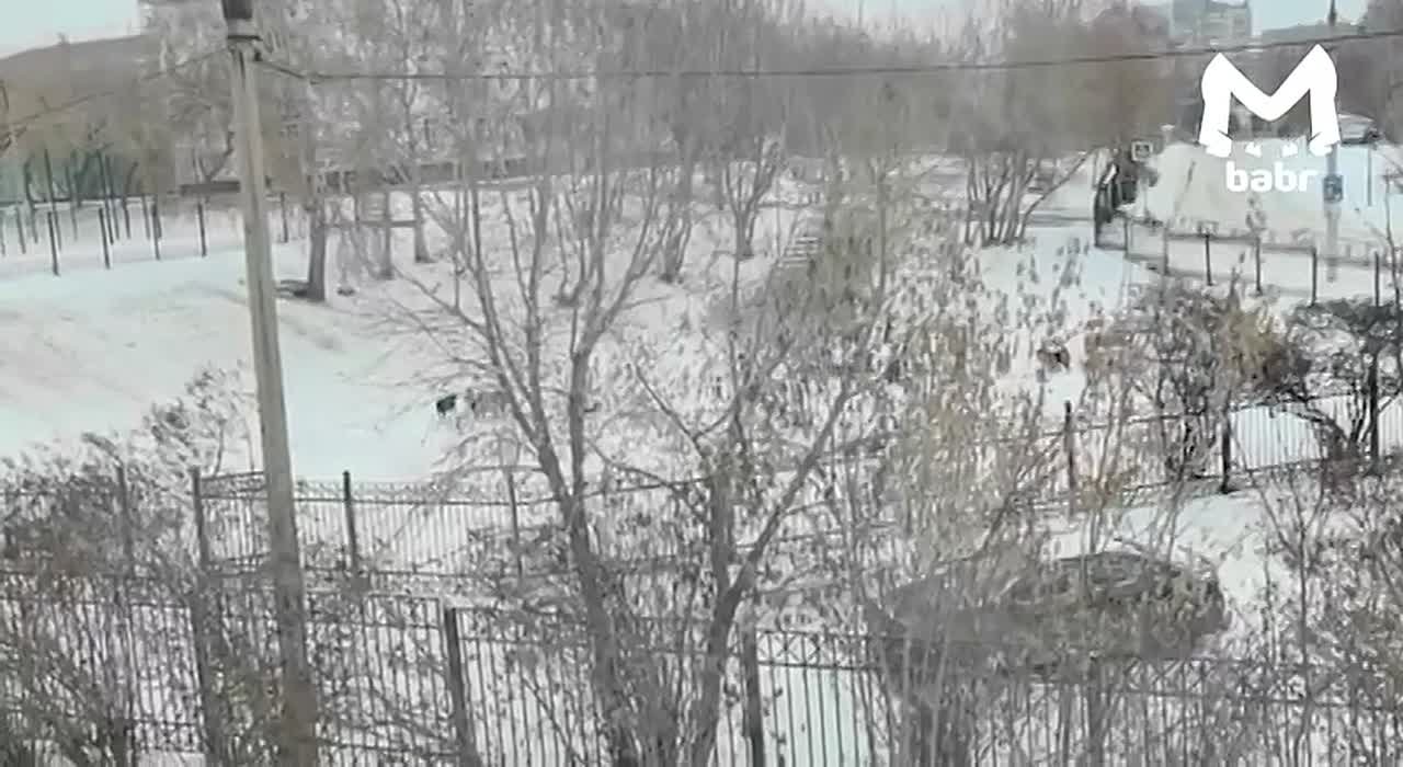 Стая собак напала на школьников в Иркутске