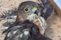 Пациент — ястреб: в Жигалово спасли контуженного хищника