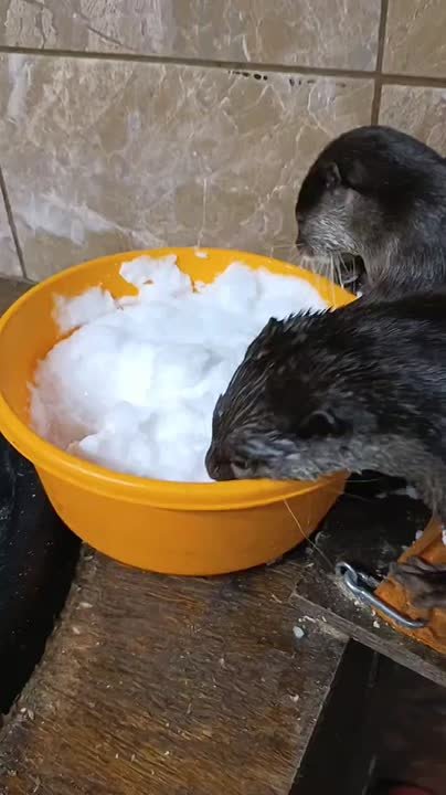 С началом новой недели, иркутяне! Заряжаемся энергией маленьких, но очень активных обитателей Иркутского зоопарка: у выдр с утра закаливающие процедуры и игра в снежки