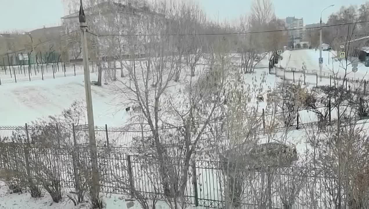 Снова бездомные собаки и дети