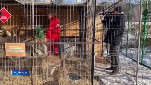 Как инстинкты проигрывают дружбе, наблюдают работники Сибирского зоопарка в поселке Никола