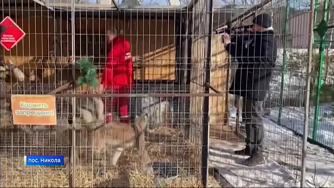 Как инстинкты проигрывают дружбе, наблюдают работники Сибирского зоопарка в поселке Никола