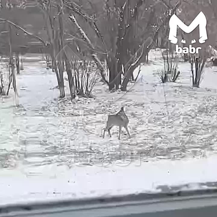 Строгий, но милый инспектор пришёл проконтролировать учеников в Тайшете