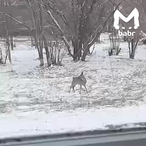 Строгий, но милый инспектор пришёл проконтролировать учеников в Тайшете