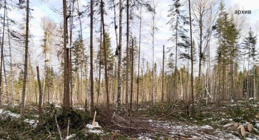 Прокуратурой города Ангарска приняты меры к взысканию вреда, причиненного объектам животного мира
