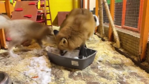 Только посмотрите, с каким восторгом и интересом лисы из Сибирского зоопарка плещутся в чашке со снегом