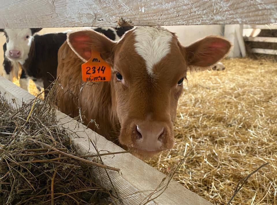 178 голов КРС и 218 кг мяса без сопроводительных документов задержали в Слюдянском районе