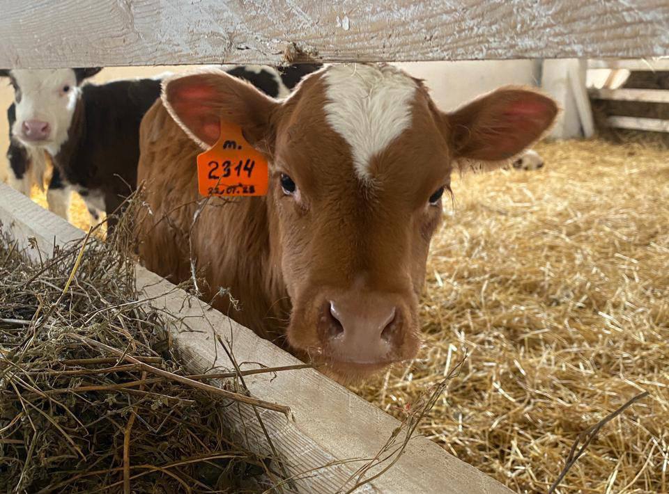 178 голов КРС и 218 кг мяса без сопроводительных документов задержали в Слюдянском районе