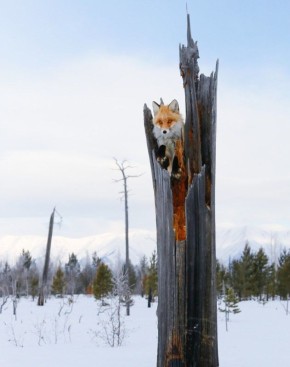 С добрым утром. Лисичка передаёт вам привет и сообщает, что сегодня в Иркутске будет до -2. Фото: