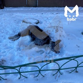 Догхантеры массово травят собак в Шелеховском районе