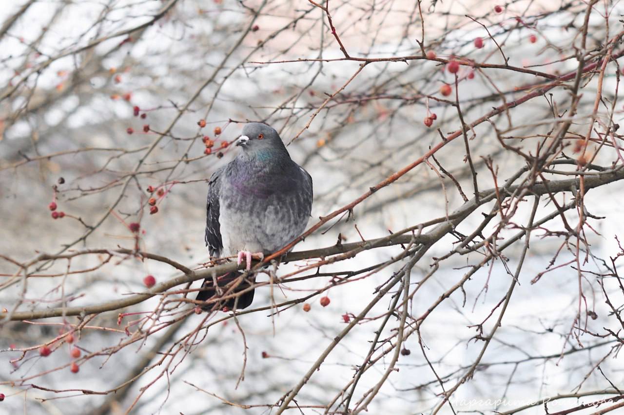Доброе утро!. Сегодня у нас в Иркутске прогнозируют облачную погоду, температуру около -2 градусов, а также ветер юго-западный 1 метр в секунду