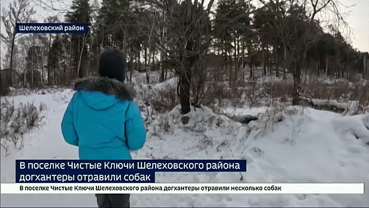 Трупы животных разбросаны по улицам