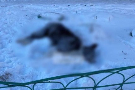 В Шелеховском районе полицейские проверяют информацию о гибели бродячих собак