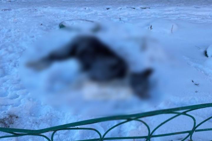 В Шелеховском районе полицейские проверяют информацию о гибели бродячих собак