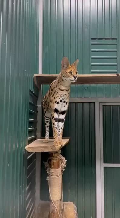 С самого утра сервал Игорь пытается разглядеть, не идут ли там суровые сибирские холода