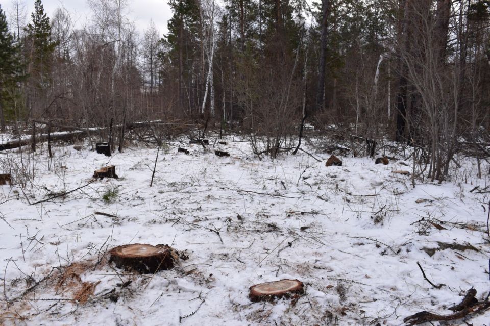 В Иркутской области сотрудниками полиции пресечена незаконная рубка леса