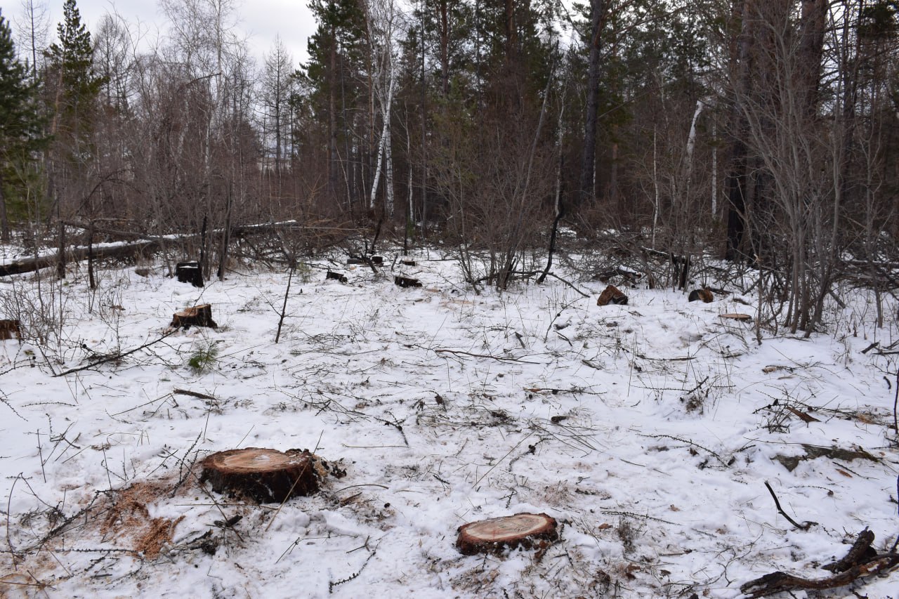 В Иркутской области сотрудниками полиции пресечена незаконная рубка леса