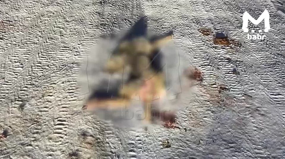 Стая собак разорвала косулю возле детской площадки в деревне на Байкальском тракте