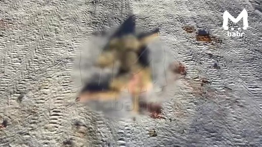 Стая собак разорвала косулю возле детской площадки в деревне на Байкальском тракте