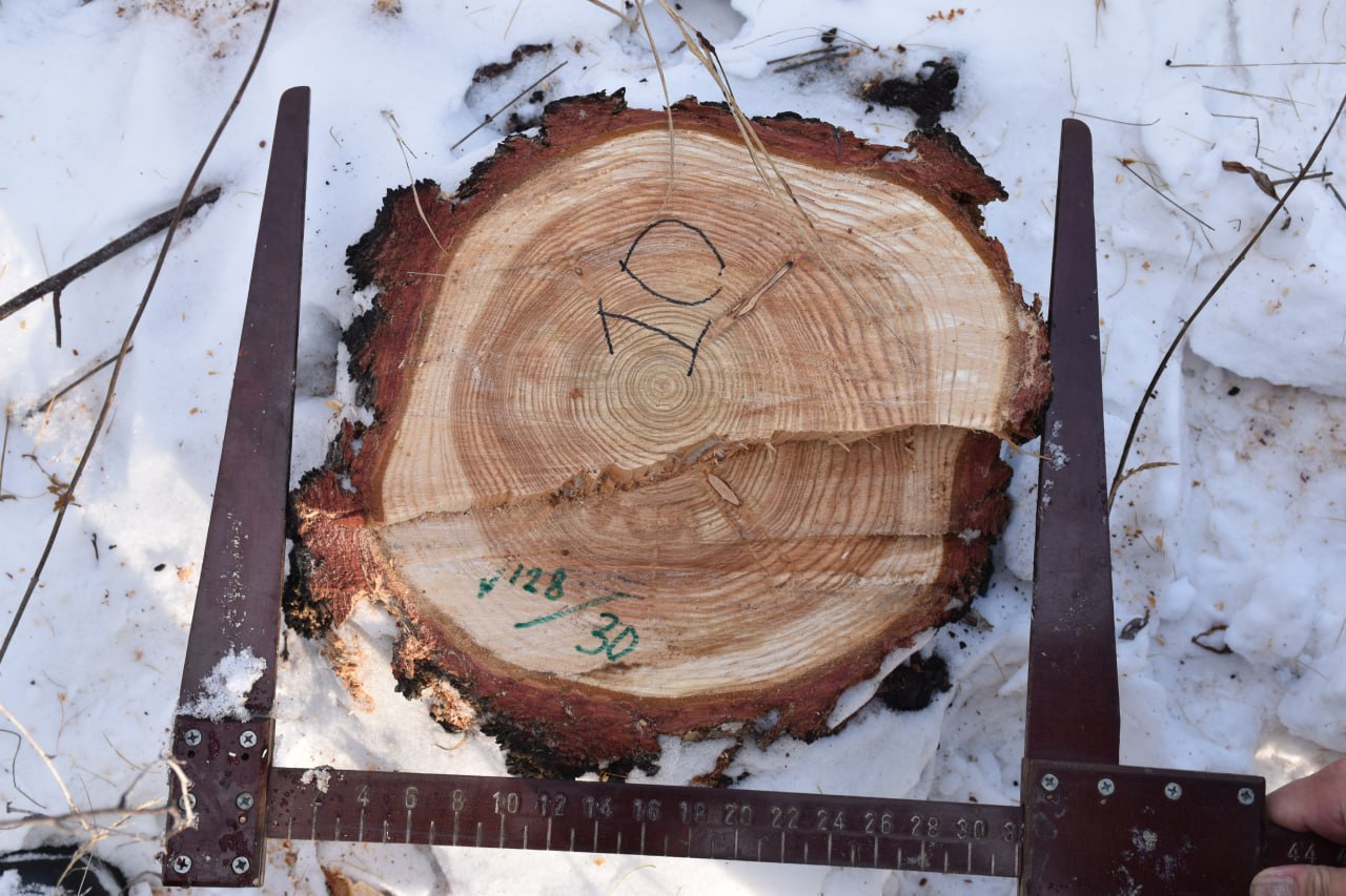 В Иркутской области сотрудниками полиции пресечена незаконная рубка леса В Иркутской области сотрудниками полиции пресечена незаконная рубка леса