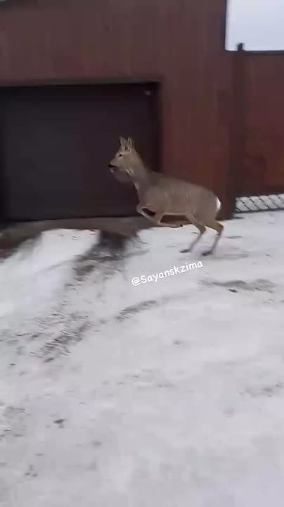 Необычный тыгыдык прямиком из Саянска