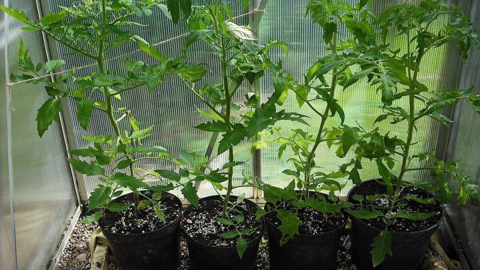 Как зола может изменить вашу посадку помидоров