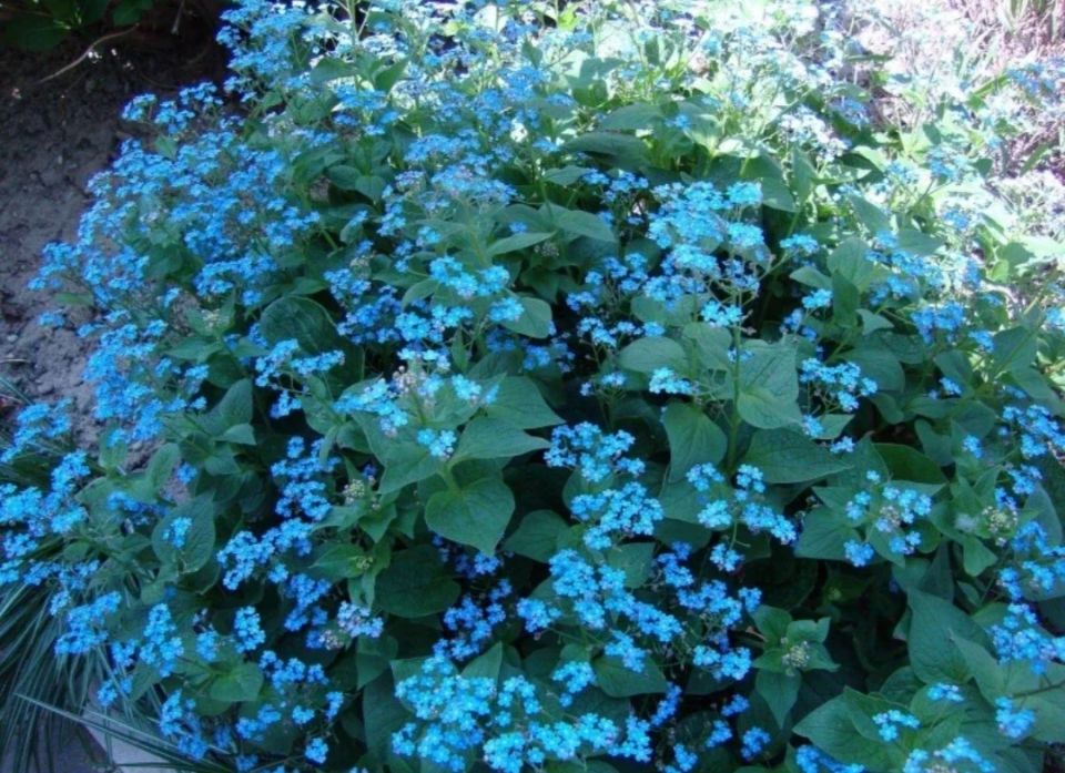 ���-5 ������������� ������������� ��� ������ ����