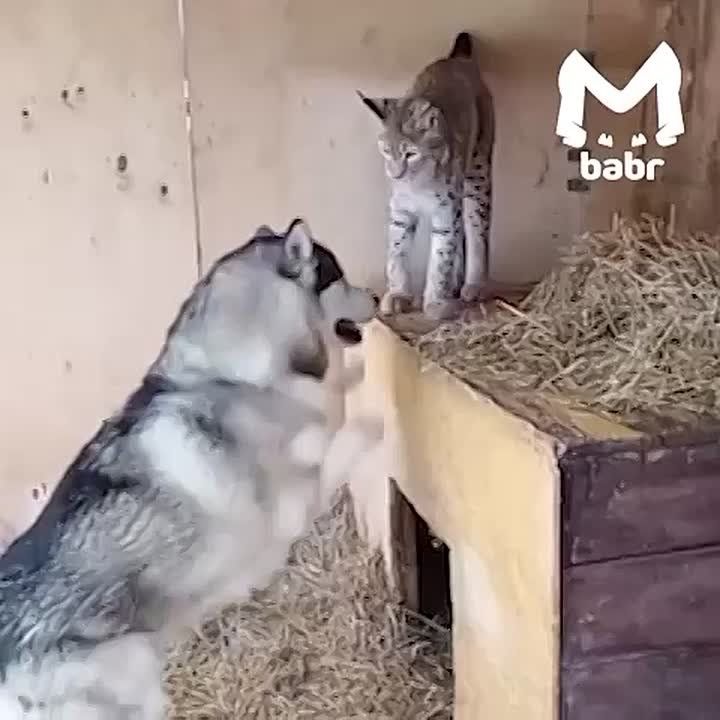 ���� ���� � ������� ������� �� ���������� �������� �������� �������� �� ����������� ������