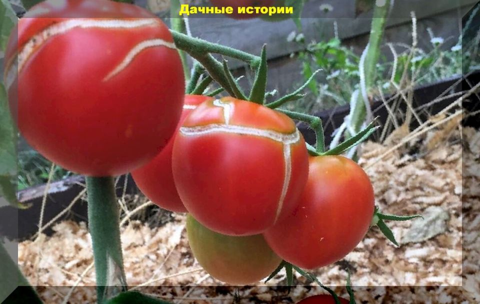 Причины растрескивания помидоров и как с этим справиться
