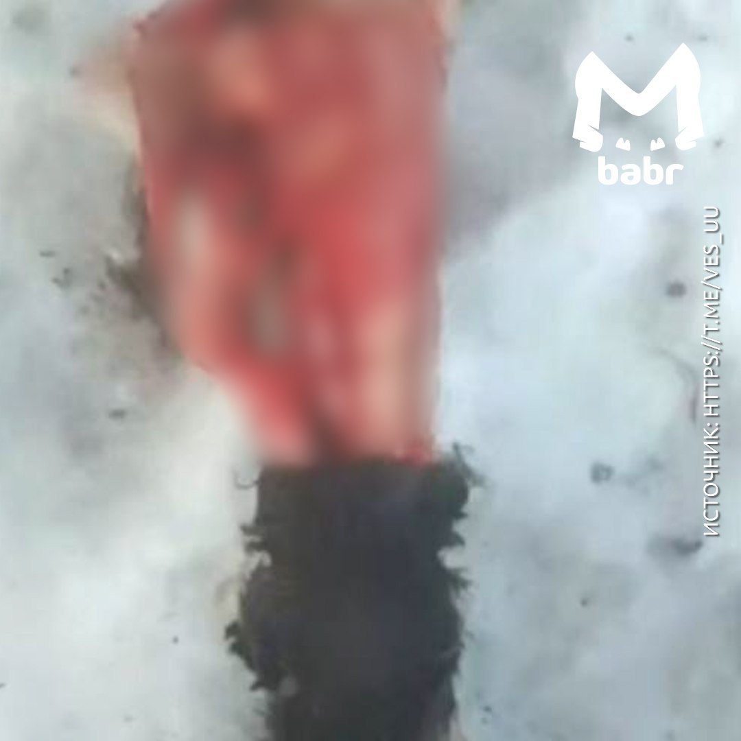 Из-за хищников школьники села Бурятии ушли на дистант Из-за хищников школьники села Бурятии ушли на дистант