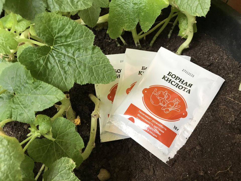 Как борная кислота помогает растениям