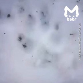 Из-за хищников школьники села Бурятии ушли на дистант